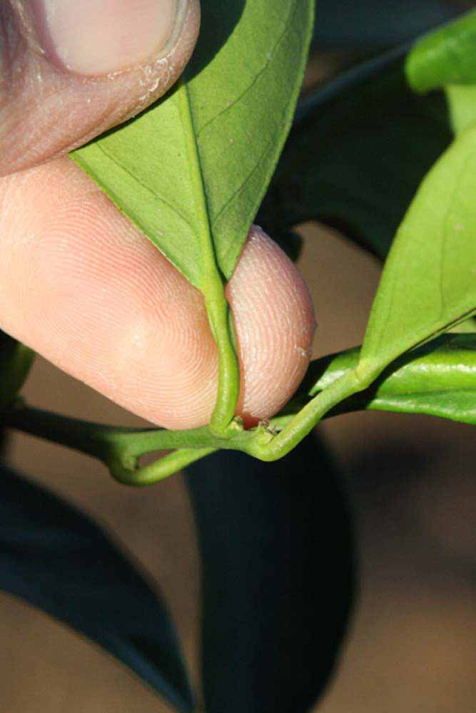              Petiole (Riverside, CA)       